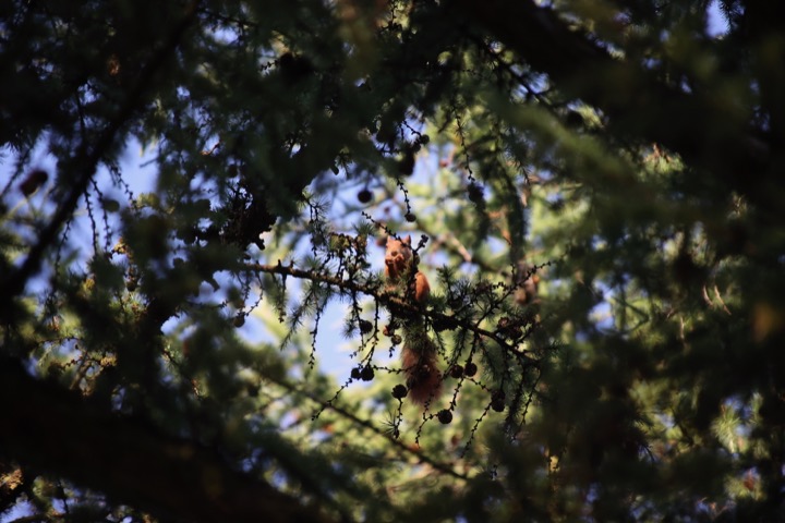 Eichhörnchen