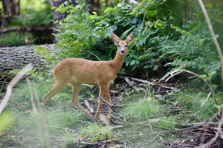 Reh im Volksgarten