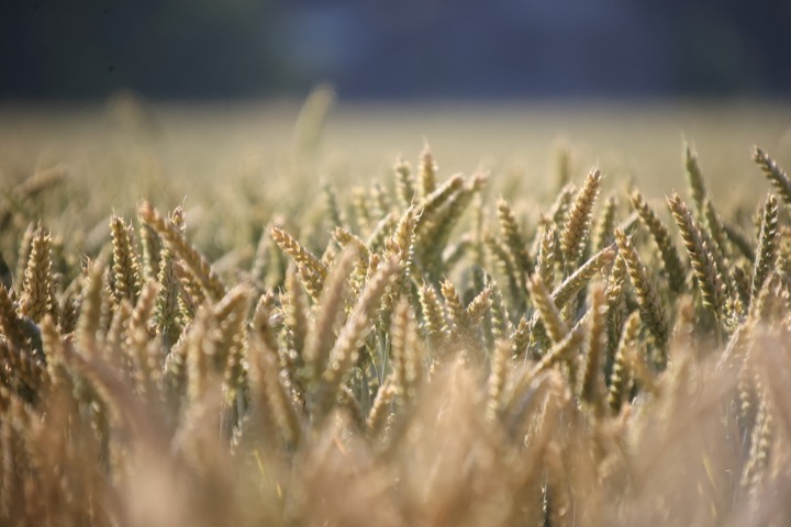 Weizenfeld
